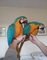 Loros guacamayo o yacos adorables con microchip16