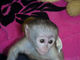 Monos para adopción - Foto 1