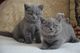 Precioso gatitos británicos de pelo corto Gccf Reg - Foto 1