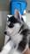 Preciosos husky nacionales ojos azules cachorros navidad - Foto 1