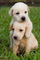 Regalo bien socializado golden retriever cachorros