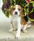 Regalo cachorros beagle guapo y saludable - Foto 1