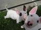 Regalo cachorros de bull terrier