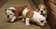 Regalo cachorros de bulldog ingles