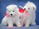 Regalo cachorros de samoyedo muy lindo y saludable - Foto 1