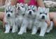 Regalo cachorros husky siberiano femenino para la adopción