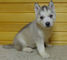 Regalo dulce cachorros de husky siberiano suave - Foto 1