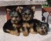 Regalo dulces yorkie cachorros