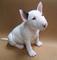 Regalo economicos cachorros bull terrier 5