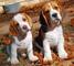 Regalo encantador cachorros beagle