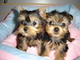 Regalo encantador yorkie cachorros