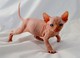 Regalo hermosa gatitos sphynx masculinos y femeninos