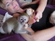 Regalo hermoso, monos capuchinos socializados