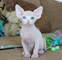 Regalo hermosos gatitos Sphynx - Foto 1