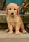 Regalo impresionante cachorros golden retriever