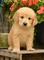 Regalo impresionante cachorros golden retriever - Foto 1