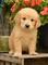 Regalo impresionante cachorros golden retriever