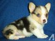 Regalo maravilloso cachorros corgi - Foto 1