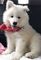 Regalo maravilloso cachorros de samoyedo