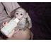 Regalo monos capuchinos de calidad especial - Foto 1
