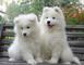 Regalo muy amado cachorros samoyedos