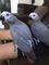 Regalo muy amigable loros grises africanos - Foto 1