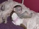 Regalo muy encantador monos capuchinos