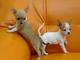 Regalo perfectamente hermosos cachorros de chihuahua - Foto 1