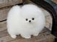 Regalo preciosos cachorros lulu pomeranian mini toy 16 - Foto 1