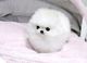 Regalo preciosos cachorros lulu pomeranian mini toy 48