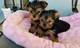 Regalo yorkshire terrier (yorkie) cachorros para la adopcióncc