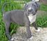 American bully preciosa 555