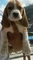 Cachorros beagles - Foto 1