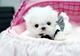 Cachorros bichon maltes