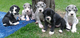 Cachorros de Gran danes vacunados para buenos hogares - Foto 1