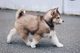 Cachorros de husky siberiano activo que buscan un nuevo hogar