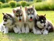 Cachorros de husky sólidos y saludables disponibles, regalo