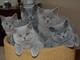 Camada british shorthair