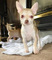Chihuahuas con pedigree