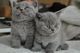 Gatitos scottish fold