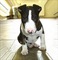 Lindo bull terrier buscando nuevas casas