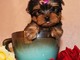 Lindos cachorros yorkie,,,, - Foto 1