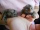 Mono marmoset adorable y dulce - Foto 1