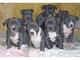 Pitbull cachorros para regalo reg