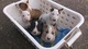 Preciosos cachorros bullterrier para adopción - Foto 1