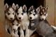 Preciosos cachorros husky para adopción