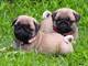 Pug cachorros para el adopcion