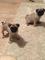 Pug puppy Girl K C registrado - Foto 1