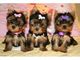 Regalo absolutamente lindo yorkie cachorros - Foto 1