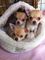 Regalo cachorros chihuahua encantadora y saludable - Foto 1